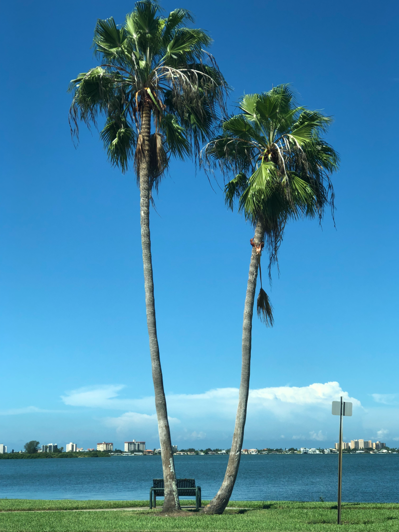 two very tall palm trees standing side by side along the seawall of the intercoastal ocean waterway in-between Clearwater and Bradenton, passe-a-grill beach, Fl